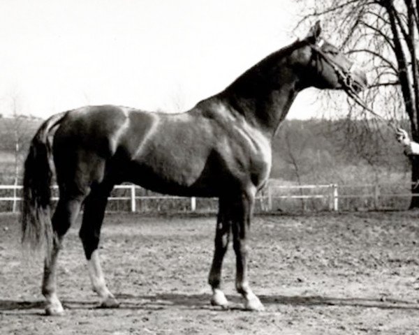 stallion Carajan (Trakehner, 1956, from Herbstwind)