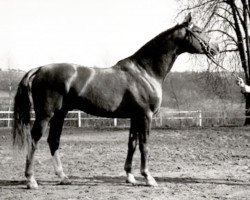 Deckhengst Carajan (Trakehner, 1956, von Herbstwind)