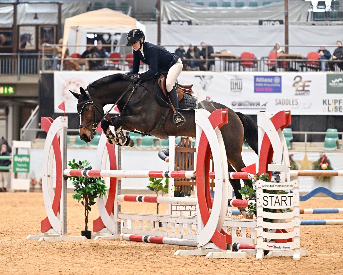 jumper Beauty Balou (Württemberger, 2012, from Balou du Rouet)