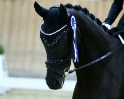 dressage horse Fürstenliebe 7 (Westphalian, 2017, from Fürsten-Look)