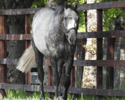 stallion Phoenix of Spain xx (Thoroughbred, 2016, from Lope De Vega xx)