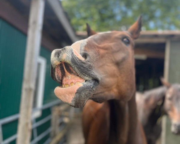 Springpferd Topper Harley (Hannoveraner, 2015, von Graf Top)