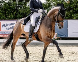 dressage horse Home Office (Hanoverian, 2012, from Hochadel)