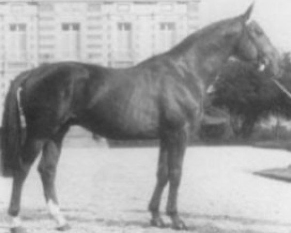 Pferd Hercule Rouge (Selle Français, 1973, von Amour du Bois)