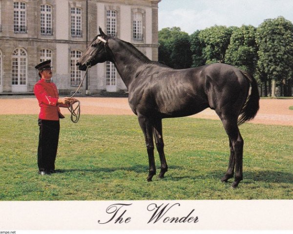 stallion The Wonder xx (Thoroughbred, 1978, from Wittgenstein xx)