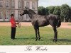 stallion The Wonder xx (Thoroughbred, 1978, from Wittgenstein xx)