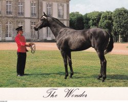 stallion The Wonder xx (Thoroughbred, 1978, from Wittgenstein xx)