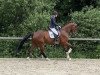 dressage horse Der Toni (German Sport Horse, 2014, from Damon Hill)