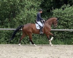 dressage horse Der Toni (German Sport Horse, 2014, from Damon Hill)