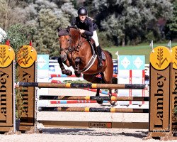 Springpferd Emmylou (Schweizer Warmblut, 2013, von Epsom Gesmeray)