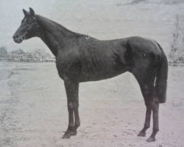 stallion Fiterari xx (Thoroughbred, 1924, from Sardanapale xx)