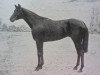 stallion Fiterari xx (Thoroughbred, 1924, from Sardanapale xx)