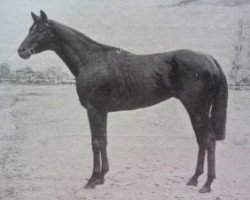 stallion Fiterari xx (Thoroughbred, 1924, from Sardanapale xx)