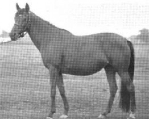 broodmare Scandal xx (Thoroughbred, 1888, from Galopin xx)