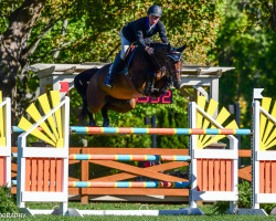 Springpferd Scarlett du Sart Z (Zangersheide Reitpferd, 2010, von Stakkato)