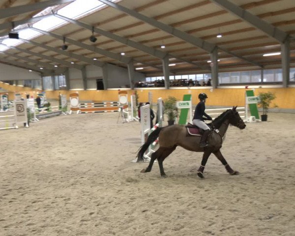 Reitturnier Münster-Amelsbüren 2024