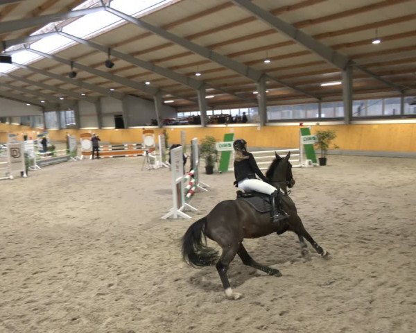 Reitturnier Münster-Amelsbüren 2024