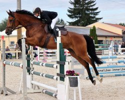 jumper Valerion 2 (German Sport Horse, 2018, from van Gogh)