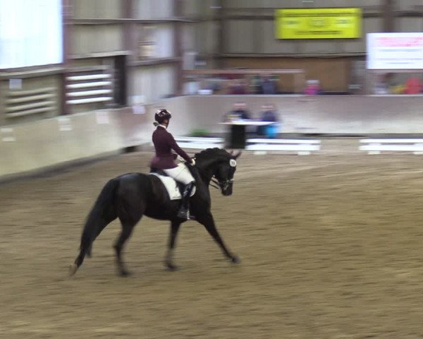 Reitturnier Springe 2024