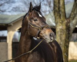 stallion Shancelot xx (Thoroughbred, 2016, from Shanghai Bobby xx)