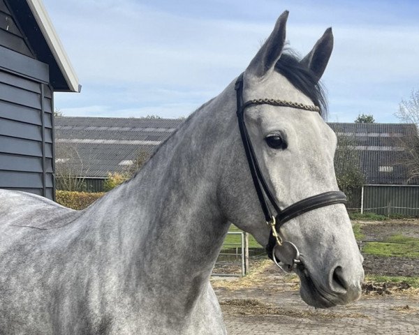 jumper Tina Turner 12 (Belgian Warmblood, 2019, from Bamako de Muze)