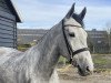 jumper Tina Turner 12 (Belgian Warmblood, 2019, from Bamako de Muze)