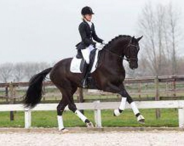 stallion Elcapone (Royal Warmblood Studbook of the Netherlands (KWPN), 2009, from UB 40)