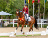 dressage horse Solo Conmigo (Westphalian, 2016, from Sir Heinrich OLD)