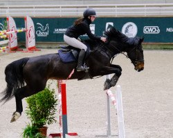 broodmare Helena Borderie (Selle Français, 2017, from Cicero Z van Paemel)