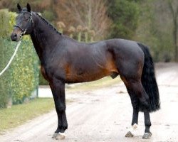 stallion Frühlingshaft (Westphalian, 1989, from Frühlingsball)