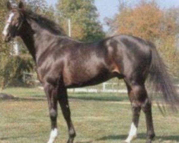 stallion Riton de Courgeron (Selle Français, 1983, from Foudre de Guerre)