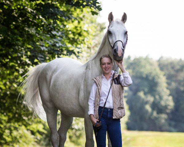 horse Chief 28 (Oldenburg show jumper, 2004, from Converter I)