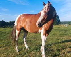 Springpferd Adelia (Arabisches Halbblut / Partbred, 2020, von Ashur Ibn Akino)