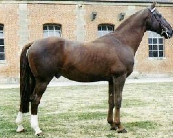 stallion Frou Frou AA (Anglo-Arabs, 1971, from Fontenoi AA)