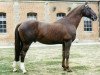 stallion Frou Frou AA (Anglo-Arabs, 1971, from Fontenoi AA)