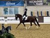 dressage horse Cara Mia F (German Riding Pony, 2015, from Captain Sparrow)