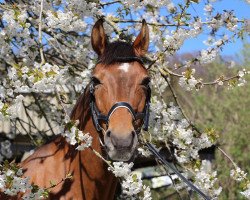 jumper Leon 664 (German Riding Pony, 2009, from Laudatio)