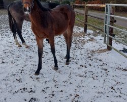 jumper Stute von Casallco / Stalypso (Oldenburg show jumper, 2023, from Casallco)