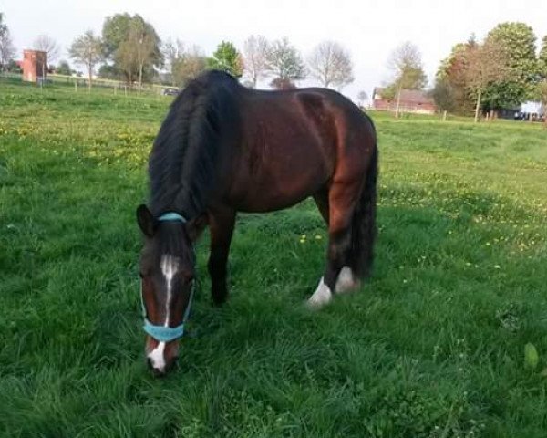 dressage horse Ballinaclogh Choco (Tinker / Irish Cob / Gypsy Vanner, 2008)