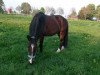 dressage horse Ballinaclogh Choco (Tinker / Irish Cob / Gypsy Vanner, 2008)