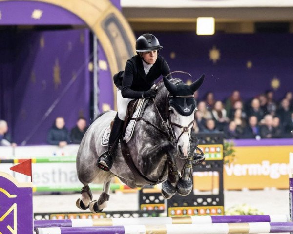 jumper Miss Ogano Sit (German Sport Horse, 2016, from Ogano Sitte)