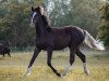 Dressurpferd Dark Romeo (Deutsches Reitpony, 2019, von Dark Highlight AT)