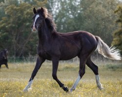 dressage horse Dark Romeo (German Riding Pony, 2019, from Dark Highlight AT)