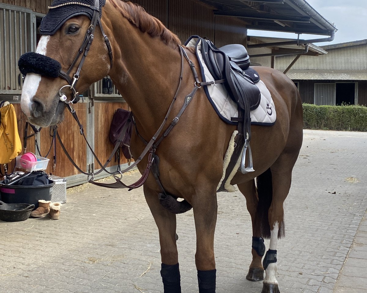 jumper Tobajo Aruba (Norwegian Warmblood, 2013, from Azteca VDL)