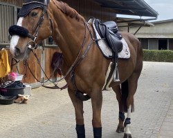 jumper Tobajo Aruba (Norwegian Warmblood, 2013, from Azteca VDL)