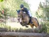 horse Kildromin Gwen (Connemara Pony, 2013, from Tullykyne Prince)