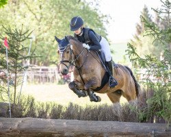 horse Kildromin Gwen (Connemara Pony, 2013, from Tullykyne Prince)