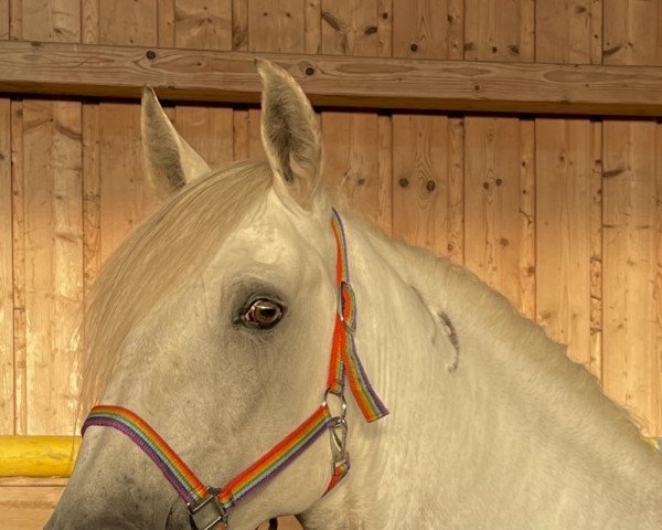 Pferd Ladino (Lusitano, 2015, von Quovadis)