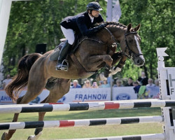 jumper Baloubet Blue (Oldenburg show jumper, 2017, from Baloubet du Rouet)