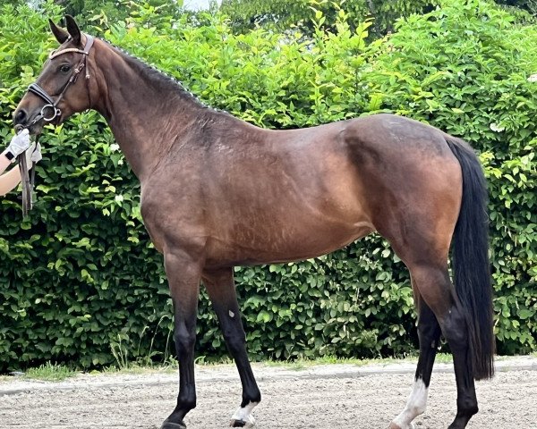 broodmare Frederike (Westphalian, 2016, from Fürstenball)